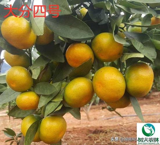 二,宽皮柑橘类 1,特早高糖蜜橘之王——由良蜜橘