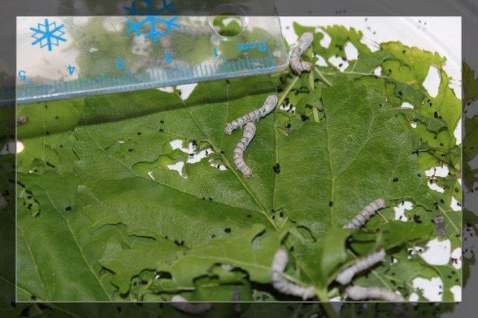 4月17日脱皮之后的蚕宝宝明显长大了许多,  已经有1厘米多了.