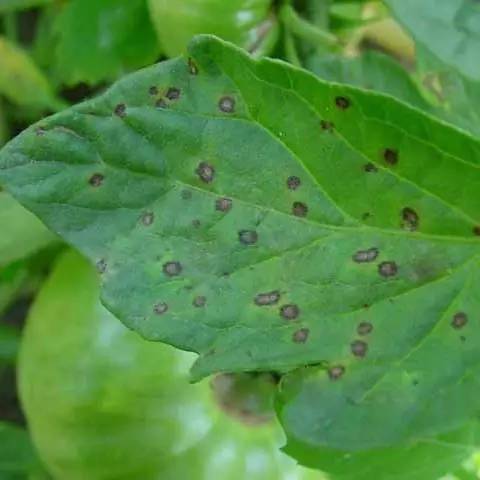 这是大病斑的病叶,对于大病斑,注意不要与早疫病混淆,早疫病的病斑