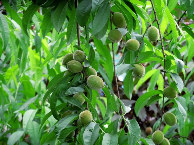 湖北宜昌:广场的碧桃结果,果实能吃吗?