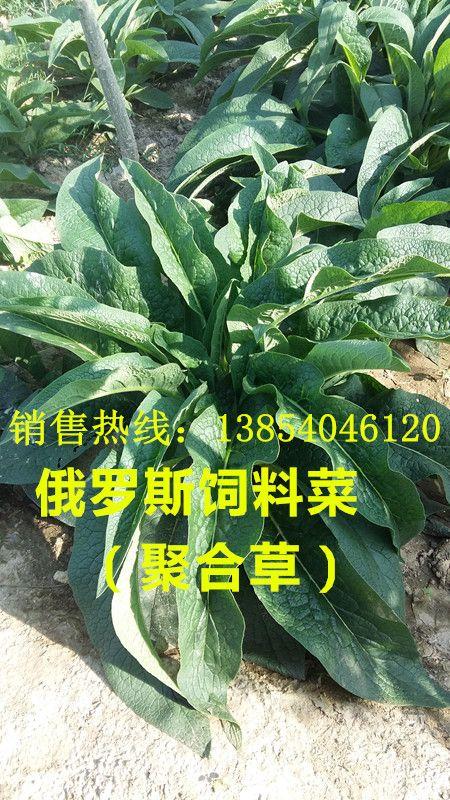 河南养羊俄罗斯饲料菜种子厂家销售