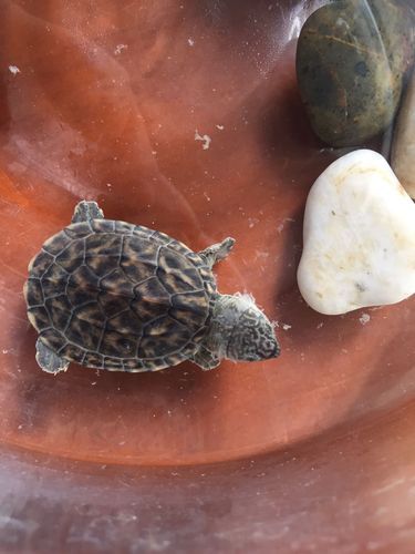 乌龟身上这样是蜕皮还是水霉啊?