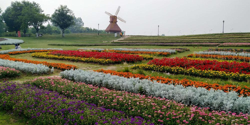 去看看,杭州湾海上花田