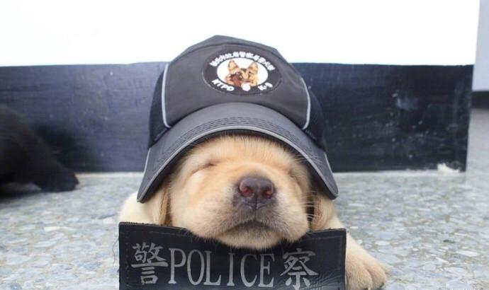 实习警犬第一天上班简直萌翻了
