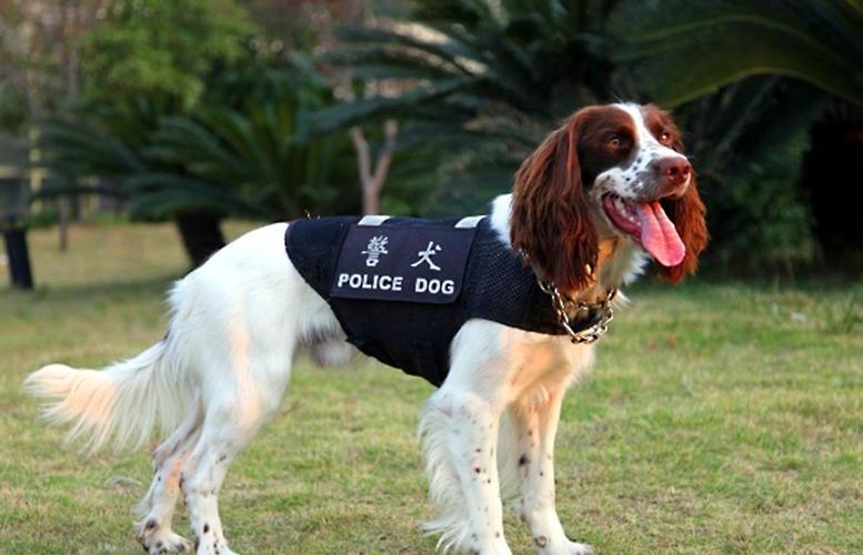 6,史宾格猎犬(别名:英国激飞猎犬,英国史宾格犬,史宾格)