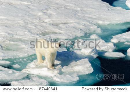 polar bear walking between ice floats on a large
