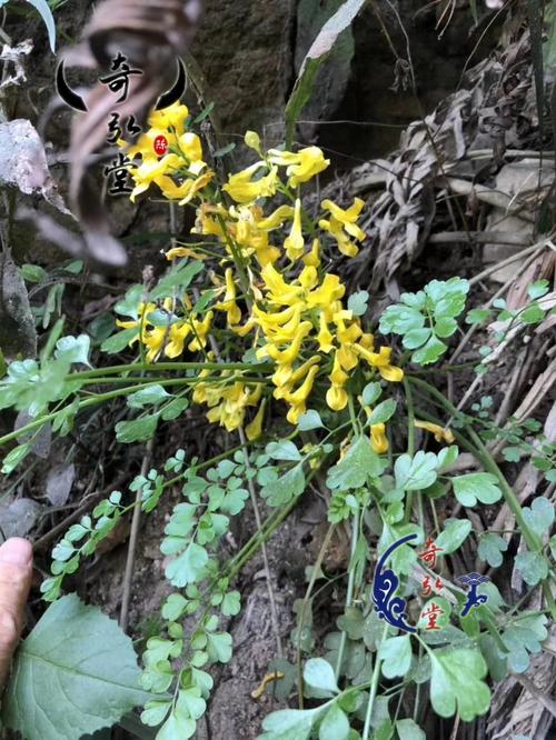 岩黄连 黑龙江供应岩黄连