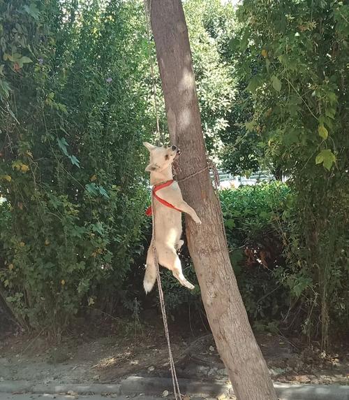 涡阳再现当街吊狗屠狗,健康问题堪忧丨网友爆料涡阳某小区.