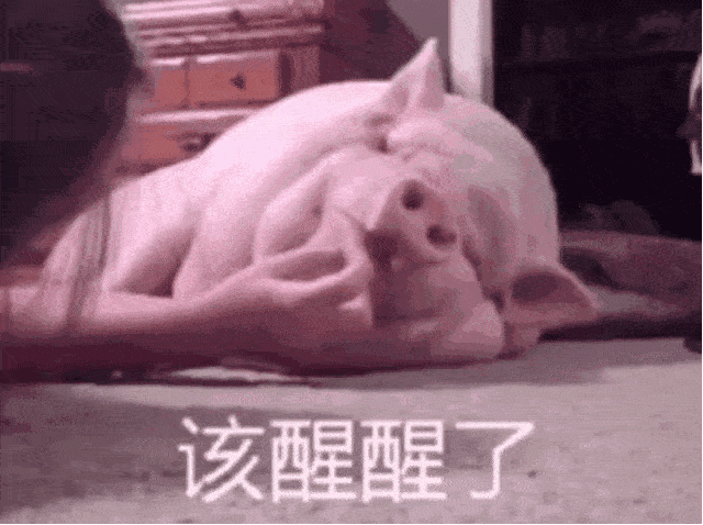 每日表情包整好友套路|小懒猪快起床!