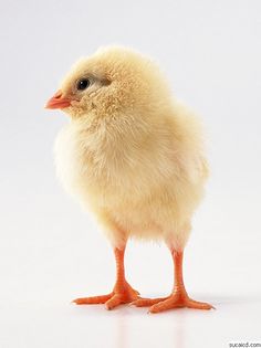 z-daisy采集到小鸡  采集 小动物素材 (32)