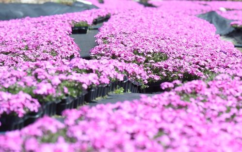 其它 正文 龙岗龙井村 芝樱花的花语是"若合你意,我深感幸福.