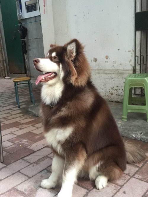 巨型熊版红色阿拉斯加(公狗)