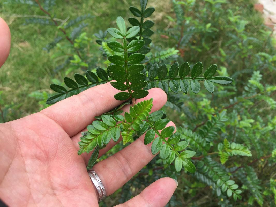 农村一种野草,常被误认为清香木,价值珍贵