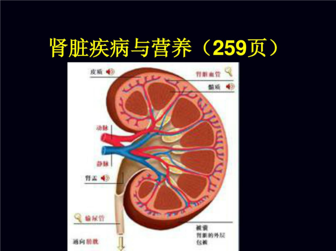 肾脏疾病与营养259页新版课件ppt66页