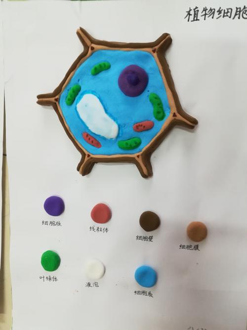植物细胞模型