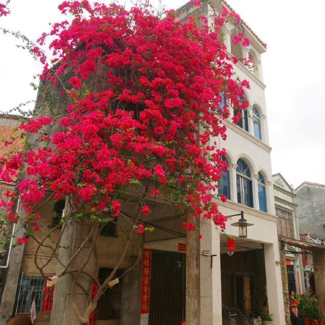 巴西三角梅易成活,花期长,花色艳丽,一棵就能攀爬成花