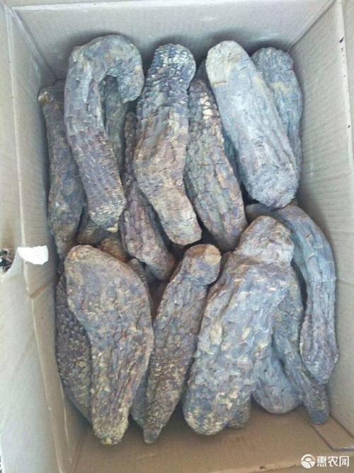 肉苁蓉 新疆纯硬 都是秋收的,品质优良