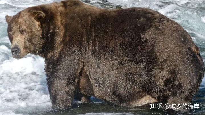 "今年最胖的熊"找到了zz