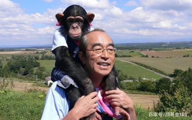 志村健与黑猩猩小庞互动深受观众喜爱.(图/翻摄志村动物园ig)