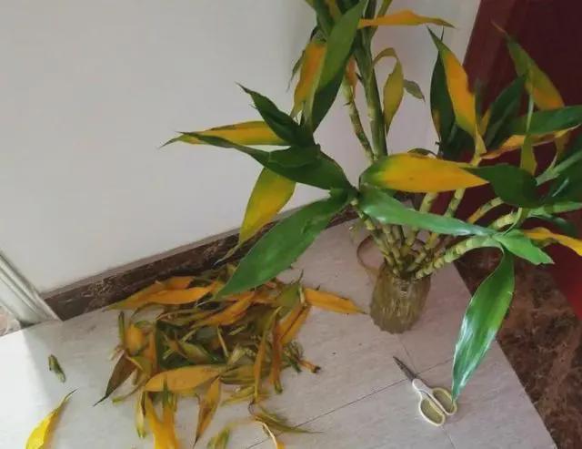 富贵竹爱黄叶水发臭剪一刀就解决了