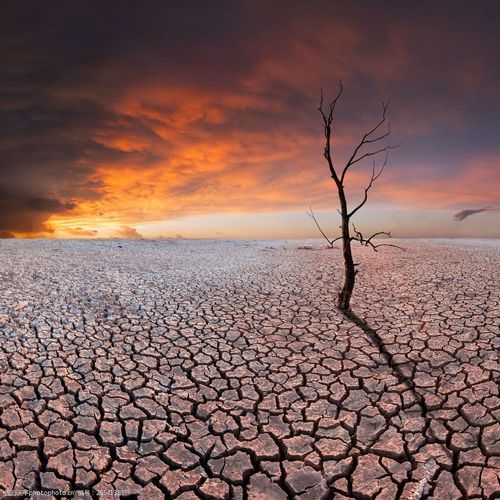 干裂地面上的小树图片