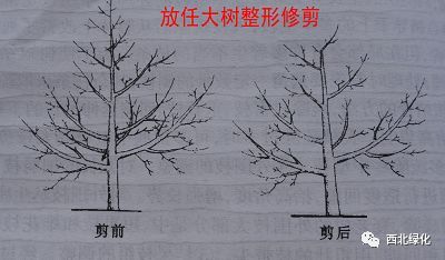 核桃树整形修剪的时间和方法