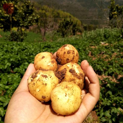 迷你小土豆恩施高山富硒农家2019新鲜蔬菜黄心洋芋种子马铃薯5斤