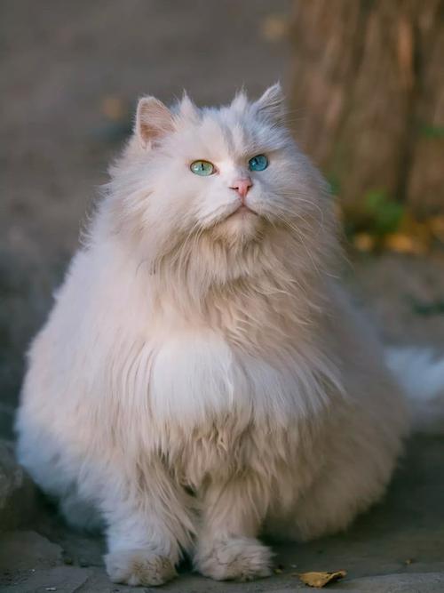 异瞳猫有多美?看完这些猫咪,网友:它们眼里有万千星辰