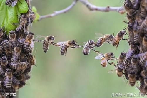 蜜蜂小百科:蜜蜂的习性特征 有那些?_小时候