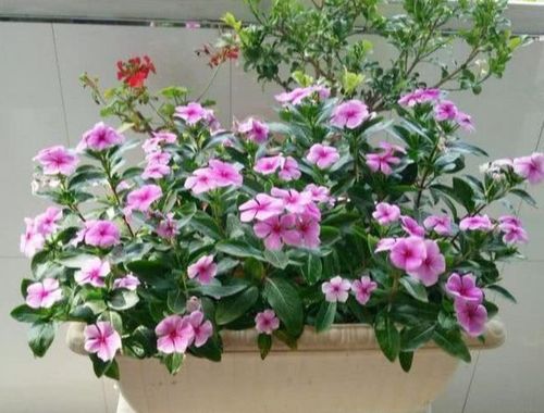 夏天买花,就选6种草本花,好养又容易爆盆