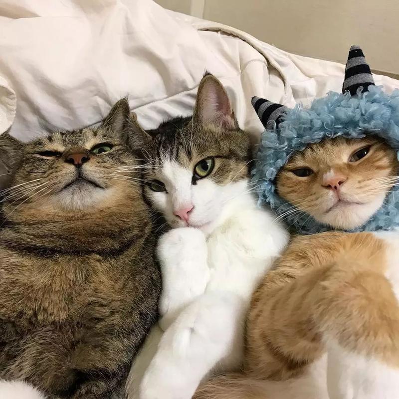 日本这三只猫的床照完美诠释了什么叫年轻人觉少哈哈哈
