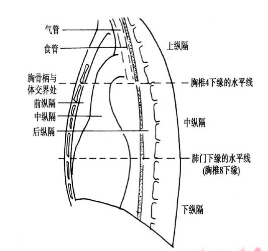 正常纵隔解剖示意图-人体解剖图