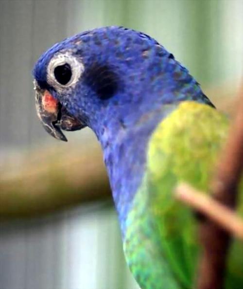 紫头鹦鹉的简介,外形特征,生活习性,地理分布,生长繁殖,保护现状