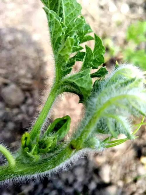 超级实用的西瓜生理学病害!缺硼,病毒病您分得清吗