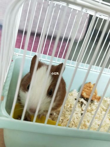 猪猪要怎么洗澡呀,刚买回来四五天可以洗吗_荷兰猪_荷兰猪豚鼠天竺鼠