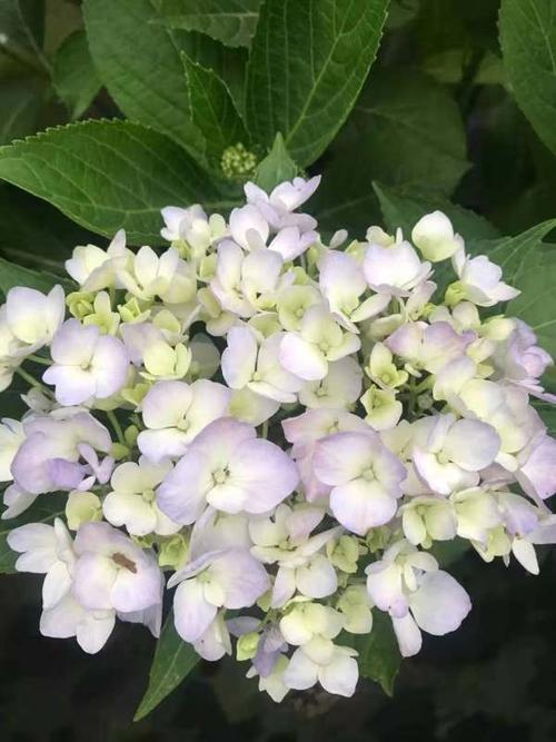 重瓣绣球银河加仑杯现货长期有售