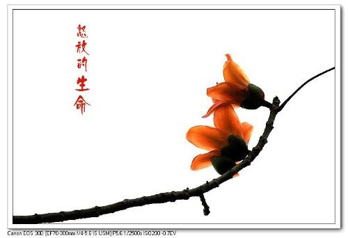 我想要怒放的生命
