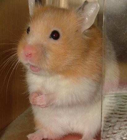 金丝熊吃什么 了解清楚再养