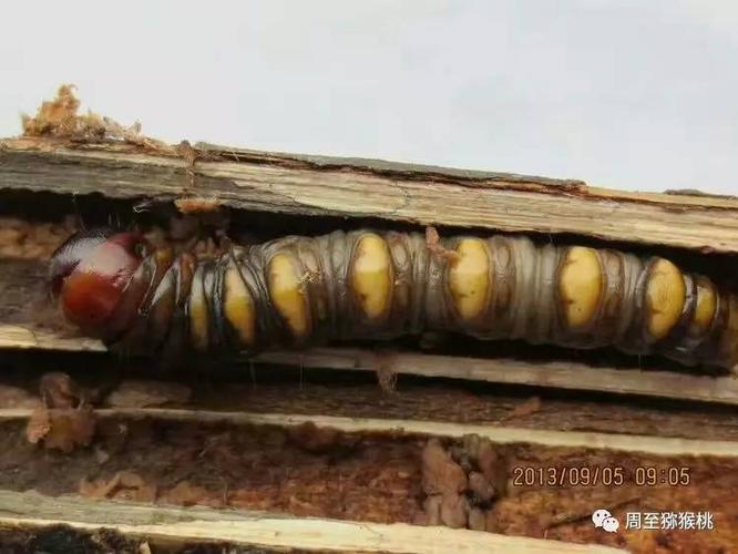 蝙蝠蛾幼虫,枝干钻蛀性害虫
