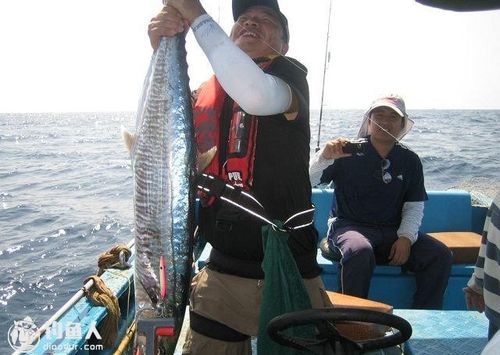 大青针腐败海钓行 挥竿力擒25斤 马鲛鱼