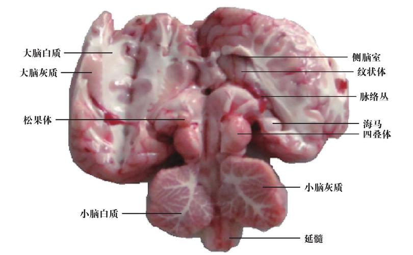 脑-畜禽解剖学-图片