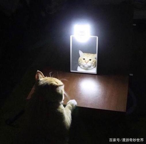 我对着镜子哭,哭的是痛楚和糊涂