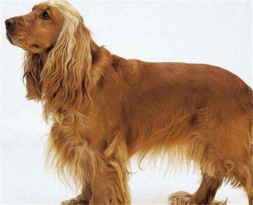 美国可卡犬和英国可卡犬区别 可卡犬像不像金毛