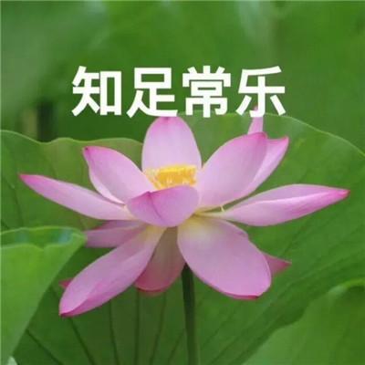 又美又成熟的荷花头像来了