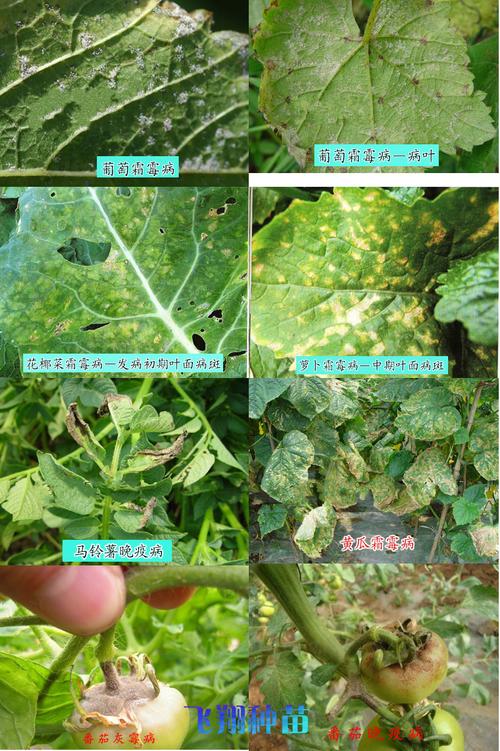 代森锰锌80%江苏利民杀菌剂霜霉病叶霉病 疫病 叶斑病