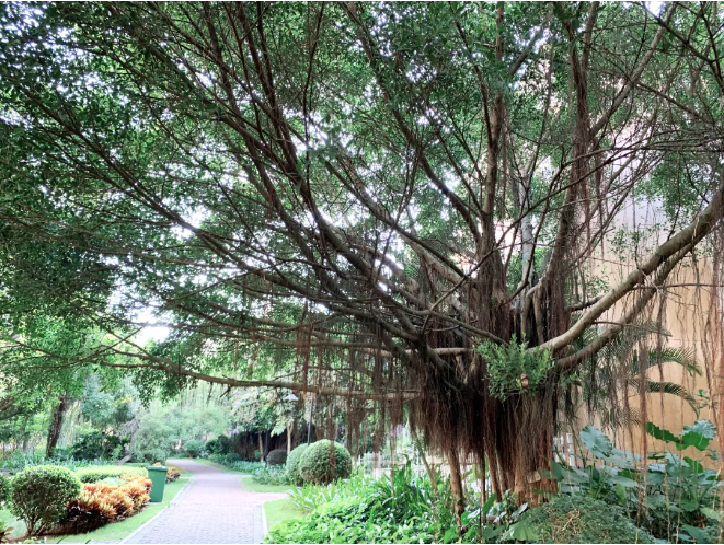 百年榕树实景图