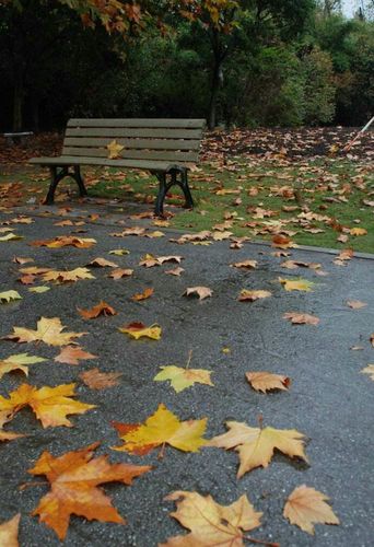 残柳梧桐黄透,蝶舞更添愁厚.冷雨又纷飞,寒路黯然树瘦.归否?归否?