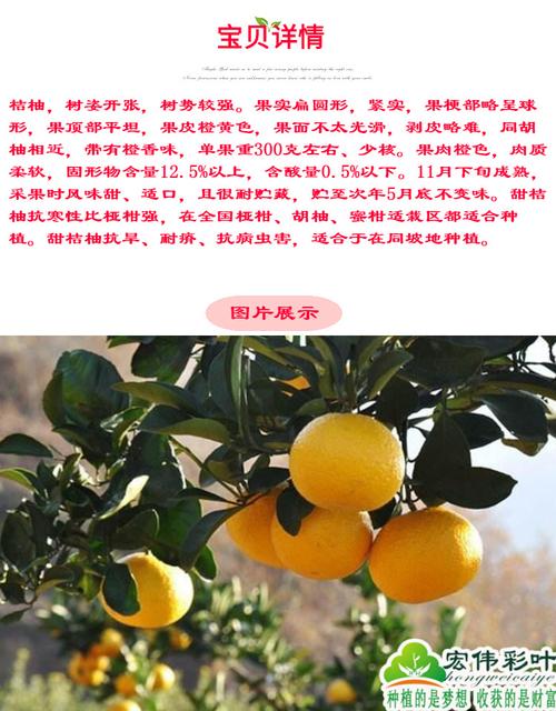 桔柚树 桔柚苗高糖特甜 桔柚树苗 庆元桔柚 嫁接果树苗 种苗包活