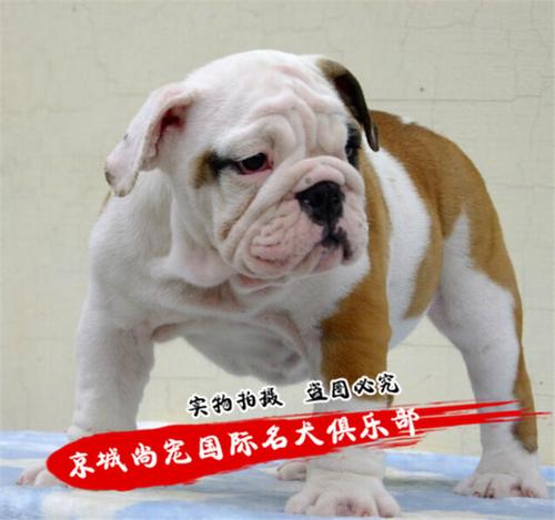 待售英国斗牛犬幼犬dd7 - 京城尚宠国际名犬