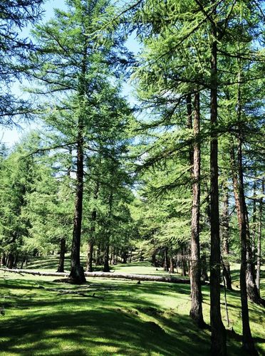 东天山原始森林